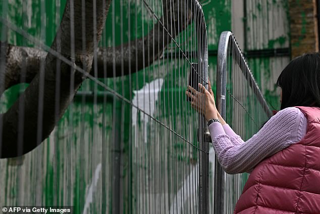 Protective fences have been installed near the new mural in Finsbury Park, north London