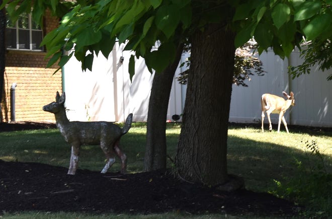 Doomed relationship? A real deer walks away from one that's a lawn ornament on Murray Avenue in Cherry Hill.