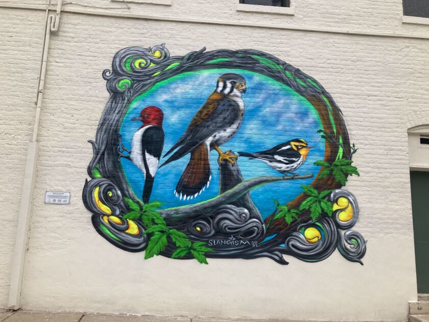 Tyrue “Slang” Jones’ Evanston mural “Birds of Concern” at 1901 Central St. depicts three birds common in Ilinois that are considered vulnerable: the red-headed woodpecker, the American kestrel and the Blackburnian warbler.