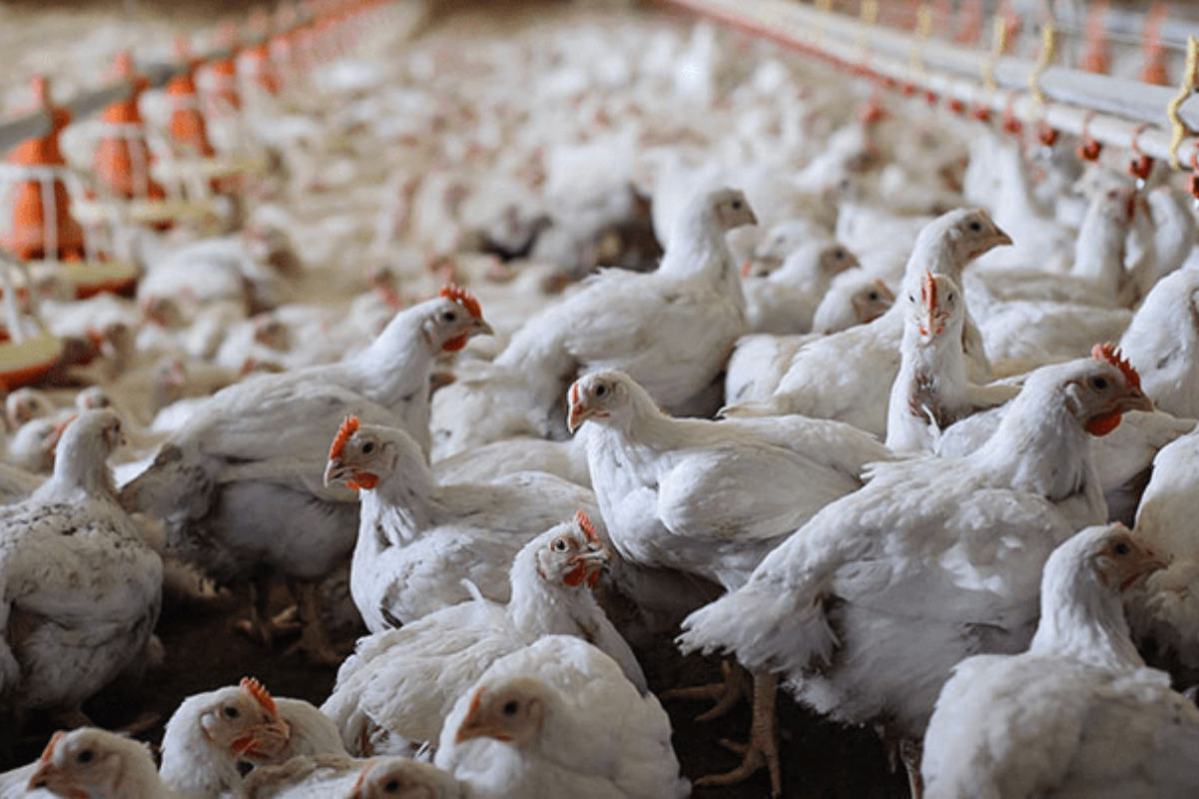 Bird flu detected in Palo Alto County flock, disaster proclamation extended