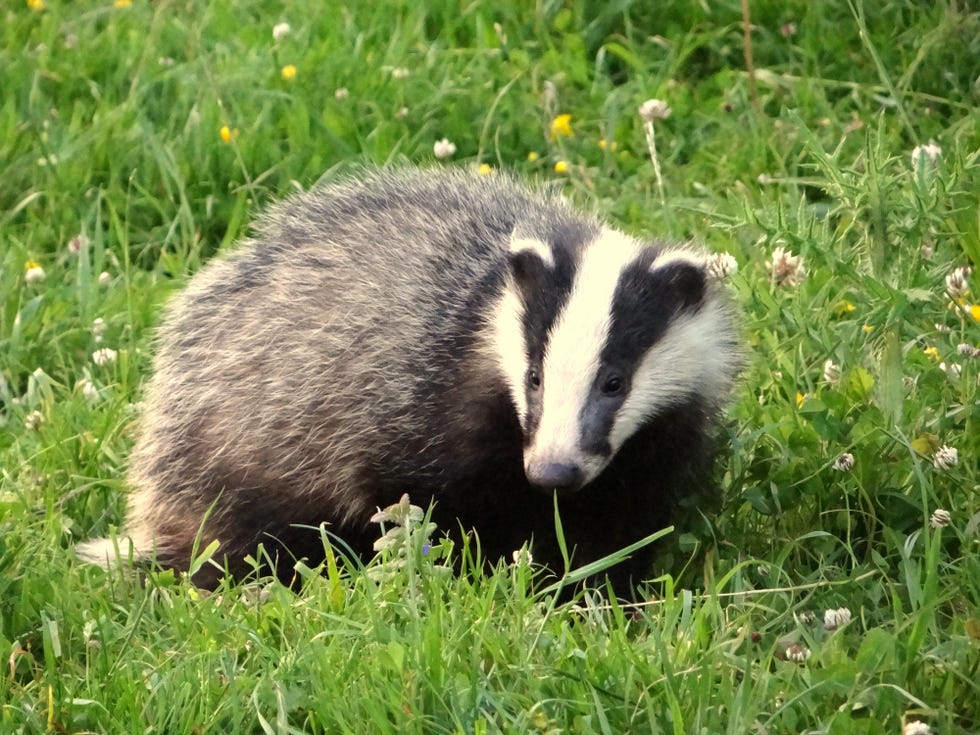 a badger in dorset uk, foraging on a summers evening