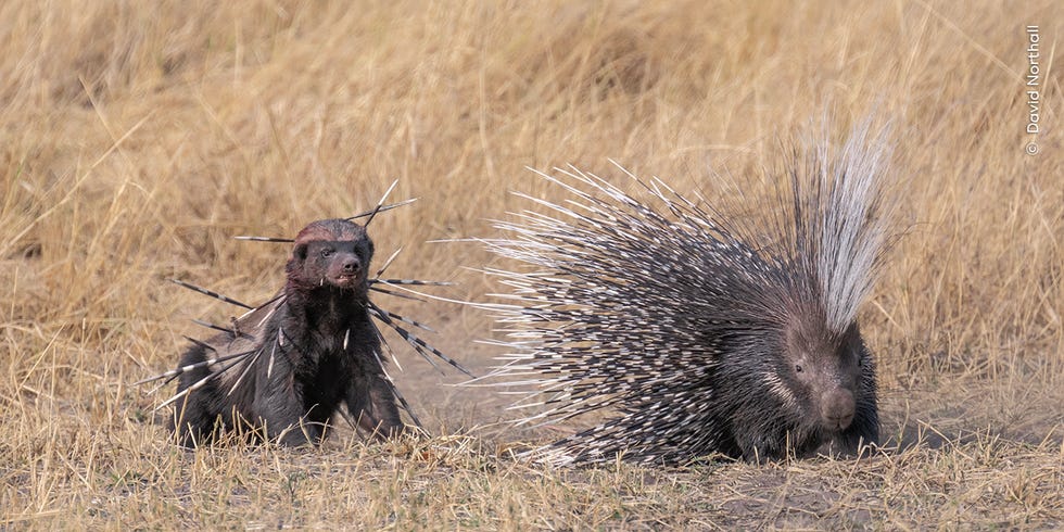 a wolverine and a porcupine in a natural setting