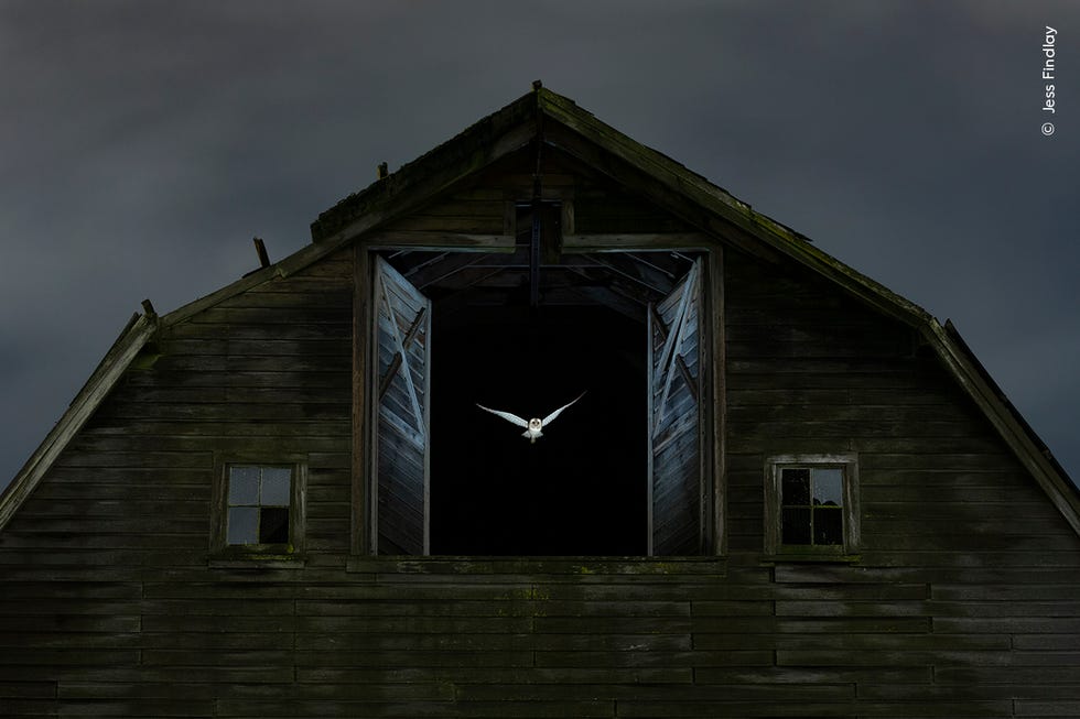 a barn with open doors at night and a flying barn owl