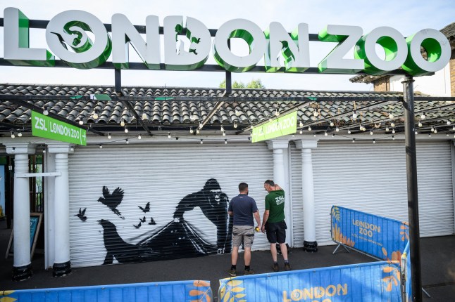 LONDON, ENGLAND - AUGUST 13: London Zoo staff members measure up a new mural by street artist Banksy of a gorilla freeing animals on the shutters at London Zoo on August 13, 2024 in London, England. The mural has been claimed by Banksy in an Instagram post, who has also painted eight animal-themed artworks in the London area over the preceding eight days. (Photo by Leon Neal/Getty Images)